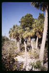 Picnic Island palm trees by Hillsborough County ELAPP