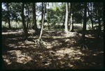 Pringle Branch hardwood forest by Hillsborough County ELAPP