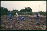 Cockroach Bay YES Camp planting by Hillsborough County ELAPP