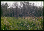 Regrowth one year after prescribed fire at Alderman's Ford Preserve by Hillsborough County ELAPP