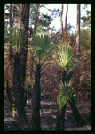 Regrowth after prescribed fire by Hillsborough County ELAPP
