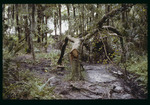 Fallen tree at Alafia River by Hillsborough County ELAPP
