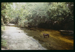 Dog standing in Alafia River by Hillsborough County ELAPP