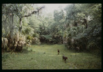 Dogs in hardwood forest at Alafia River by Hillsborough County ELAPP