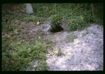 Gopher tortoise burrow in the Lower Green Swamp Nature Preserve by Hillsborough County ELAPP