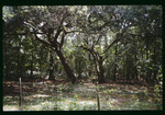 Live oaks in the Lower Green Swamp Nature Preserve by Hillsborough County ELAPP