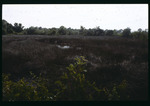 Dick Creek marshland by Hillsborough County ELAPP