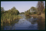 Lake park marsh with egret by Hillsborough County ELAPP