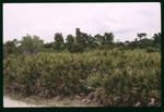 Lake Park palmettos by Hillsborough County ELAPP