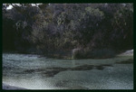 Alafia River at Lithia Springs Regional Park