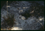 SHWLC Nichols Mine gopher tortoise burrow by Hillsborough County ELAPP