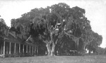 House and oak tree in Tampa, Fla