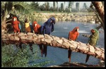 Busch Gardens Parrots