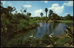 Busch Gardens Lagoon