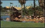 Busch Gardens Flamingoes