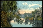 Tropical Foliage on the Upper Hillsboro, River, Tampa, Fla