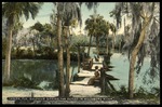 TAMPA, FLA. SULPHUR SPRING, THE OUTLET IN HILLSBORO RIVER