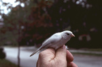 Albino Chipping Sparrow Slides 2 by Florida Ornithological Society