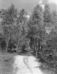 A trail in Ruislip Woods by Allan D. Cruickshank