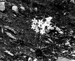 An avalanche lily by Allan D. Cruickshank