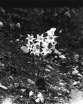 An avalanche lily by Allan D. Cruickshank
