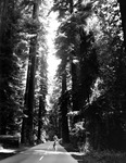 Helen G. Cruickshank studies a coastal redwood tree by Allan D. Cruickshank