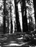 Allan D. Cruickshank studies a coastal redwood tree by Allan D. Cruickshank