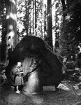 Helen G. Cruickshank stands next to a fallen coastal redwood by Allan D. Cruickshank