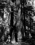 Helen G. Cruickshank admiring a large coastal redwood by Allan D. Cruickshank