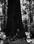 Helen G. Cruickshank stands before a coastal redwood by Allan D. Cruickshank