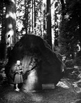 Helen G. Cruickshank stands next to a fallen coastal redwood by Allan D. Cruickshank