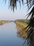 Long waterway in marshland with palm fronds in the foreground, Leesburg, Florida
