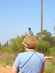Florida scrub-jay sits atop a Florida Ornithological Society (FOS) member's head, Leesburg, Florida