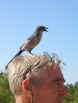 Murray Gardler looks into the distance with a Florida Scrub-jay perched atop his head, Leesburg, Florida