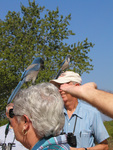 Two Florida scrub-jays sit atop Florida Ornithological Society (FOS) members' heads