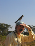 Peter Merritt shields his eyes from the sun while a Florida scrub-jay sits on his head by Florida Ornithological Society