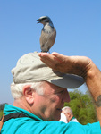 Ed Slaney reaches up toward a Florida scrub-jay perched on his head, Leesburg, Florida by Florida Ornithological Society