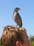 Florida scrub-jay sits atop Pam Bowen's head, Leesburg, Florida by Florida Ornithological Society