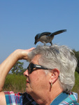 Marie Slaney offers food to a Florida Scrub-jay perched atop her head, Leesburg, Florida by Florida Ornithological Society