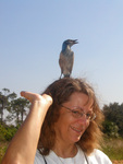 Florida Ornithological Society (FOS) member poses with a Florida Scrub-jay, Leesburg, Florida