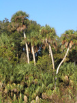 A cluster of tall palm trees leaning gently in Leesburg by Florida Ornithological Society
