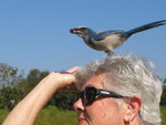 Florida scrub-jay eats peanuts from Marie Slaney's hand while perched atop her head, Leesburg, Florida by Florida Ornithological Society
