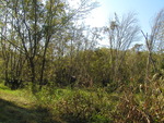 Cluster of trees in a Leesburg, Florida, state park by Florida Ornithological Society