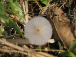 Pleated inkcap mushroom grows in a Leesburg, Florida, state park