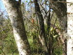 Golden silk orb-weaver sits between two tree branches, Leesburg, Florida