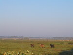 Three cows trot across a marshy field in Leesburg