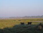Two cows graze in a marshy field in Leesburg