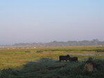 Two cows huddle together in a marshy field in Leesburg