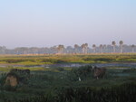 Cows graze across a marshy field in Leesburg, Florida