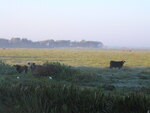 Three cows stand serenely in a field with cattle egrets by their side